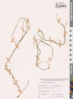 MAG 0003703