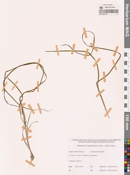 MAG 0003704