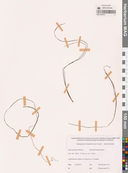 MAG 0003706