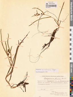 MAG 0003720