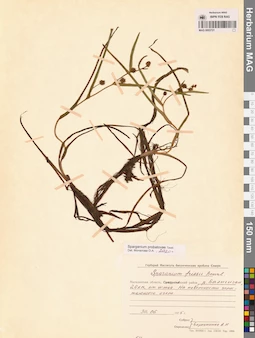 MAG 0003721