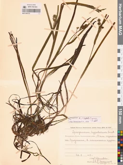 MAG 0003722