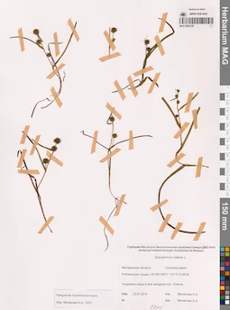 MAG 0003729