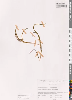 MAG 0003733