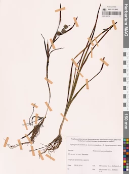 MAG 0003743