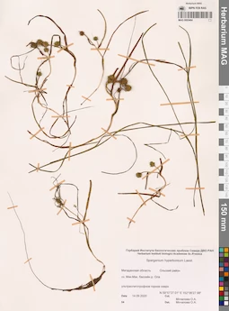 MAG 0005464