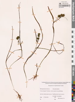 MAG 0005468