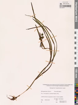 MAG 0005474