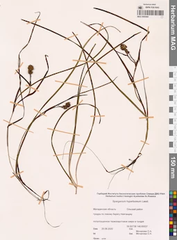 MAG 0005484