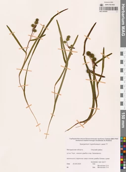 MAG 0005494