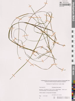 MAG 0013987