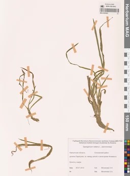 MAG 0022603