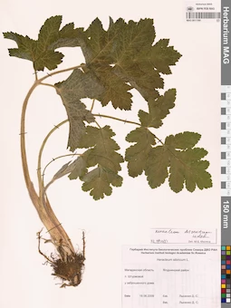 MAG 0011169