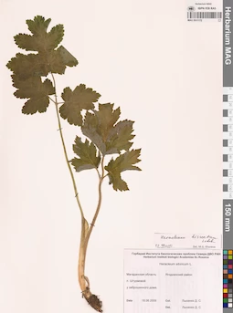 MAG 0011172