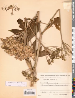 MAG 0011174