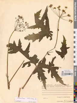 MAG 0011175