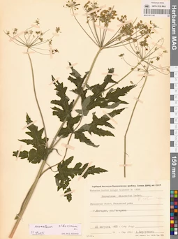 MAG 0011181