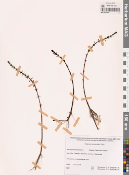 MAG 0003954