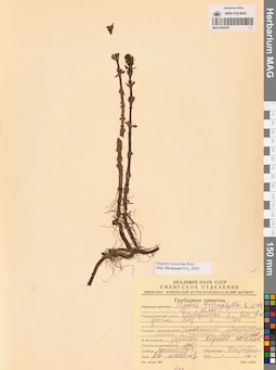 MAG 0003957