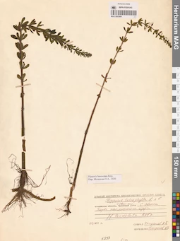 MAG 0003966