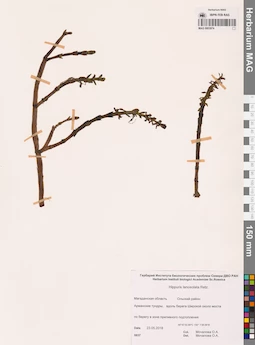 MAG 0003974