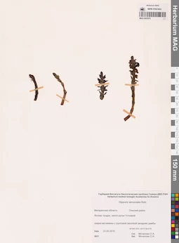 MAG 0003975