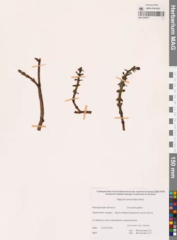 MAG 0003977