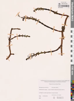 MAG 0003978