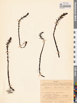MAG 0003982