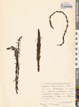 MAG 0003984