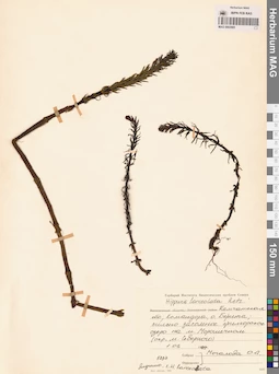 MAG 0003985