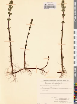 MAG 0003994