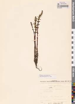 MAG 0003996