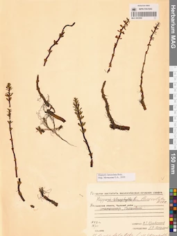 MAG 0003999