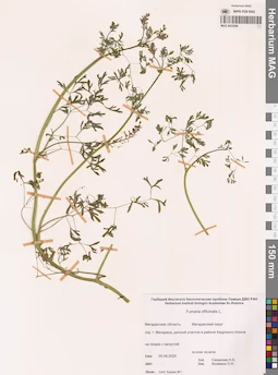 MAG 0022599