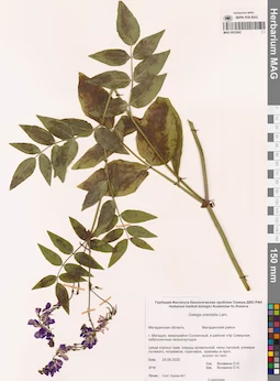 MAG 0022842