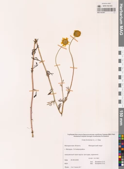 MAG 0022847