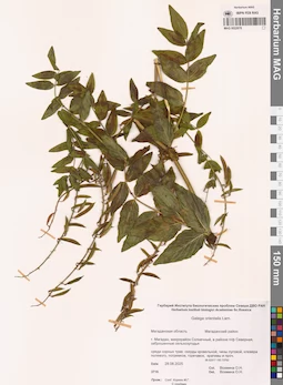 MAG 0022878