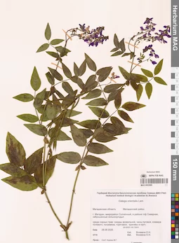 MAG 0022880
