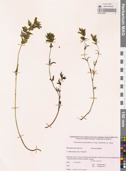 MAG 0022855