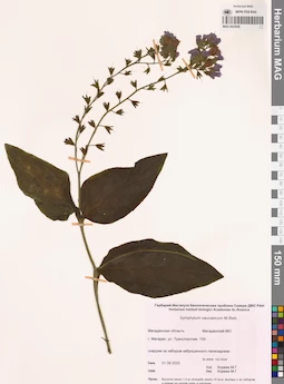 MAG 0022858