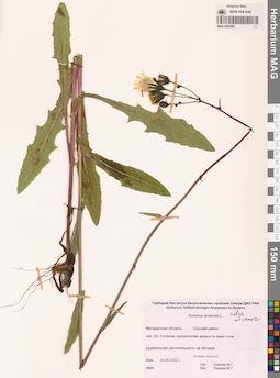 MAG 0022868