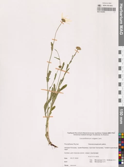 MAG 0022869