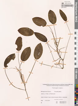 MAG 0022610