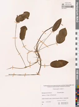 MAG 0022617