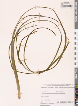 MAG 0022644