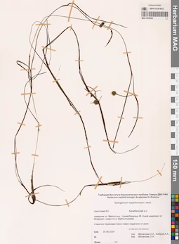 MAG 0022646