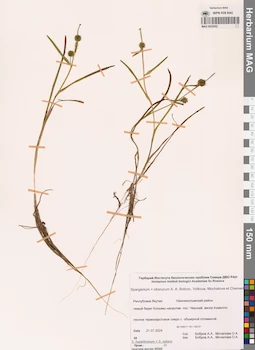 MAG 0022652
