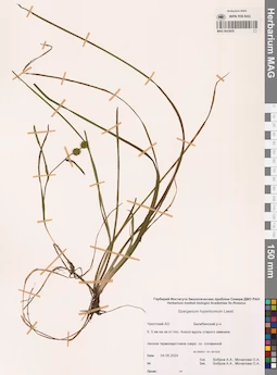 MAG 0022655