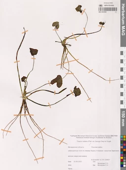 MAG 0022849